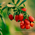 Chinese organic goji berry dried